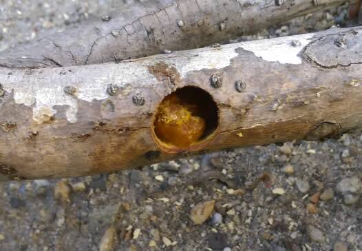 クマバチの巣駆除枯れ木